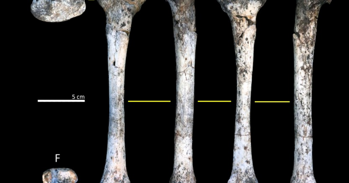 В ЮАР нашли окаменелости массивного австралопитека метрового роста